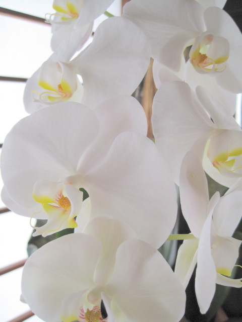2013胡蝶蘭2_1.jpg