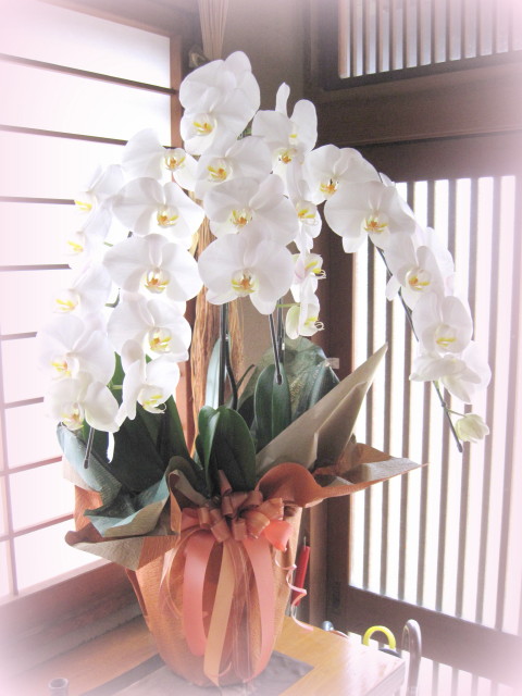 2013胡蝶蘭_1_1.jpg