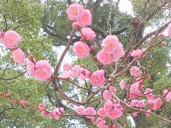 20190115_142031 - コピー.jpg