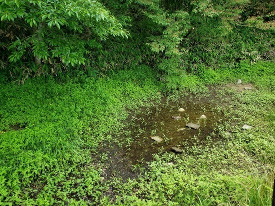 20190613_123236 - コピー.jpg