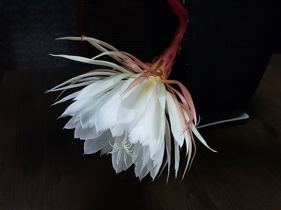 20191023_204043 - コピー.jpg