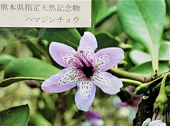 20201008_154334 - コピー.jpg