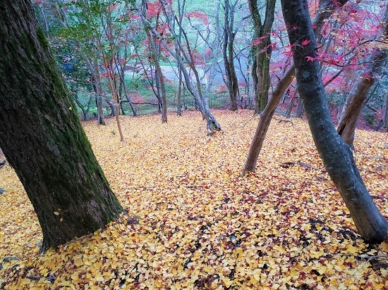 20201124_170255 - コピー.jpg