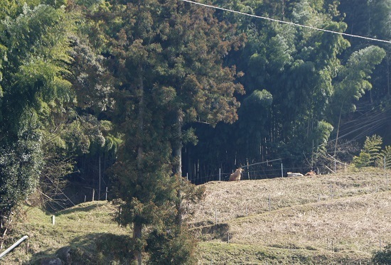 DSC03439 - コピー.JPG