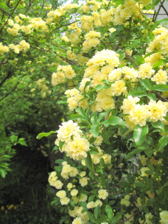 香椎201304162_1.jpg