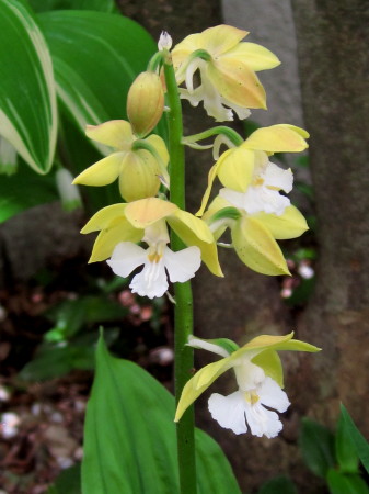 香椎201304163_1.jpg