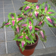coleus.jpg