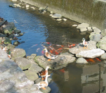 dangugawa3.jpg