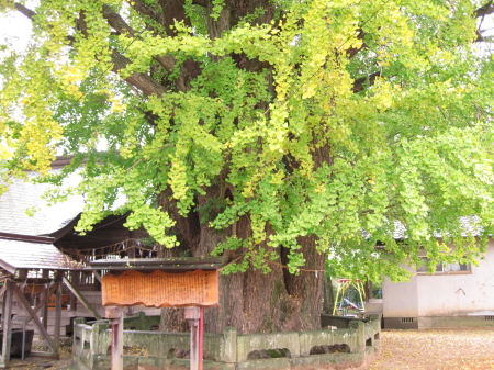 nagatanooicho2_1.jpg