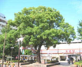 ohashikusu1.jpg