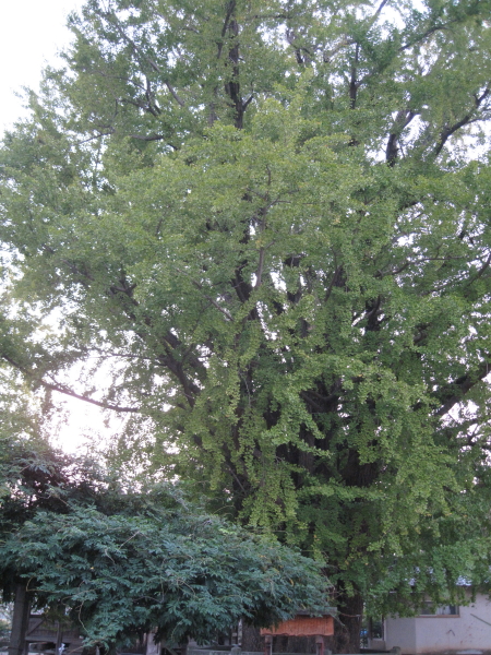 oicho1_1.jpg