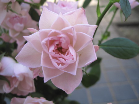rose2_1.jpg