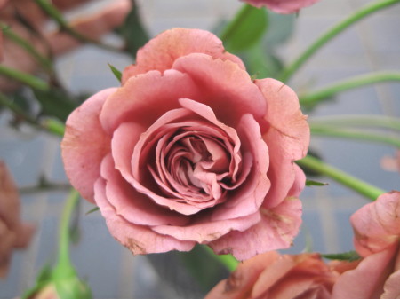 rose4.jpg