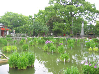 shobu2.jpg