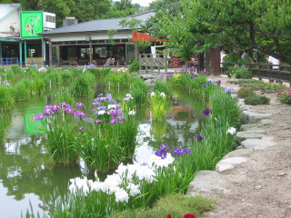 shobu4.jpg