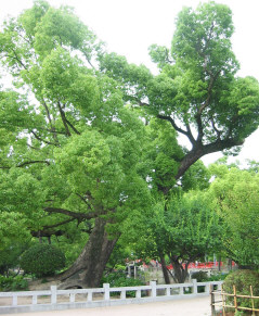 shobu7.jpg