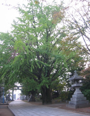 suitengu5_1.jpg