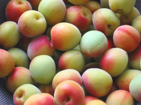 ume1.jpg