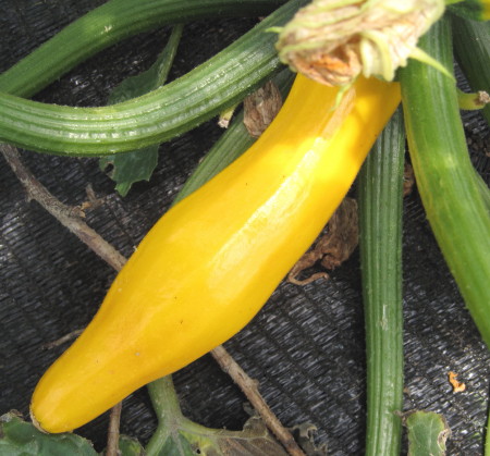yellowzucchini1.jpg
