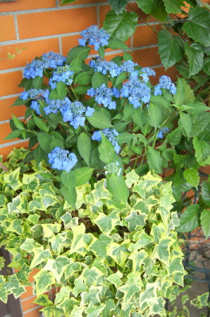山紫陽花2_1.jpg