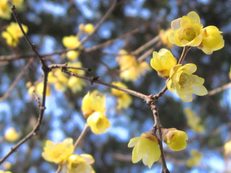 菊池神社の狛犬7_1_1.jpg