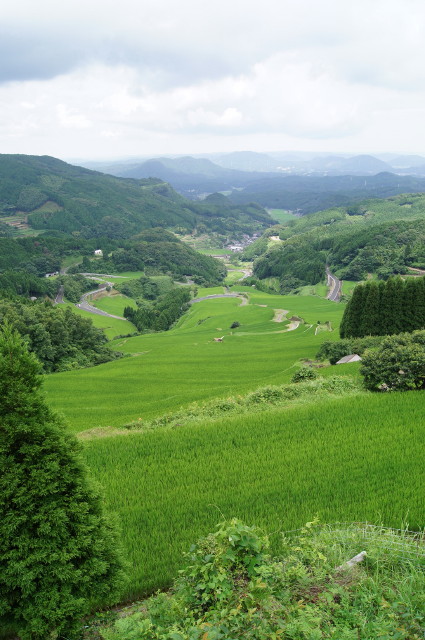 蕨野の棚田10_1_1.jpg