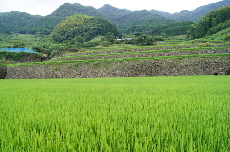 蕨野の棚田6_1.jpg